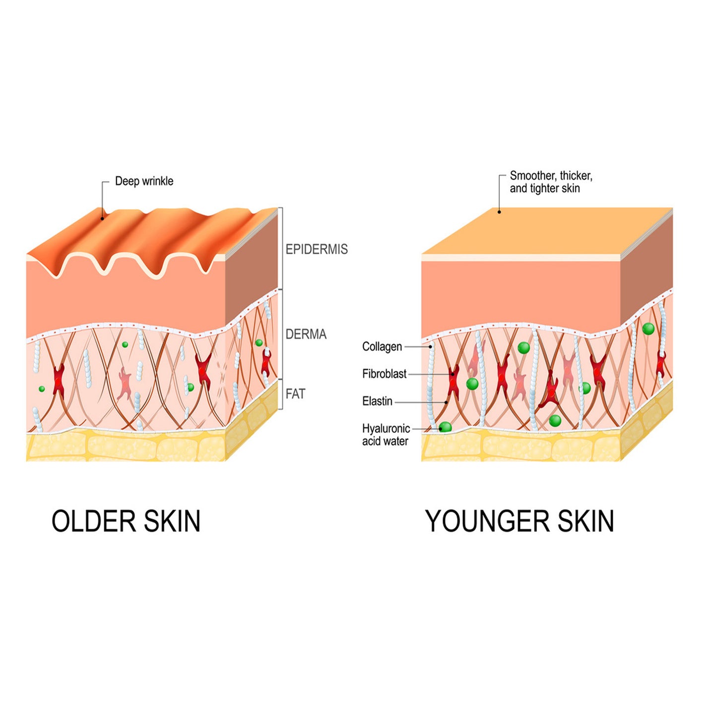 Anti-wrinkle  Fine Line-fading Lifting And Firming Skin Care Essence